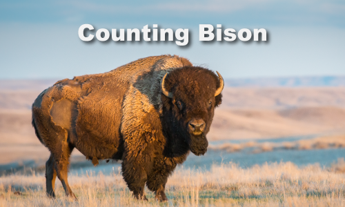 Arithmetic Application: Counting Bison