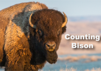 Counting Bison