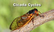 INSTRUCTIONAL RESOURCE: Algebra Application: Cicada Cycles